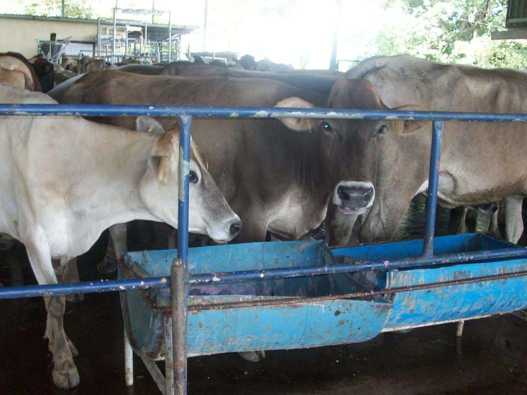 Los productores de leche se quejan