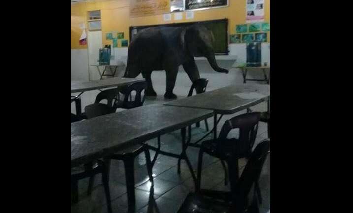 Vista general del elefante dentro del aula. Captura de video Policía de Sabah. 
