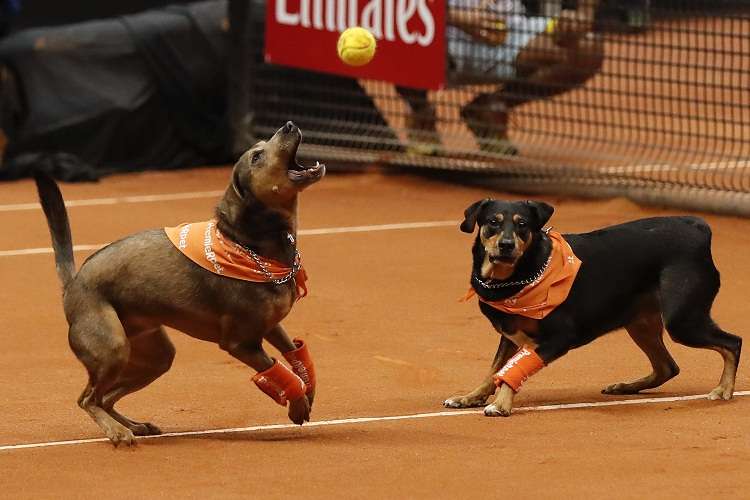  Perros entrenados para recoger las bolas de tenis participan durante un evento de exhibición. Foto: EFE