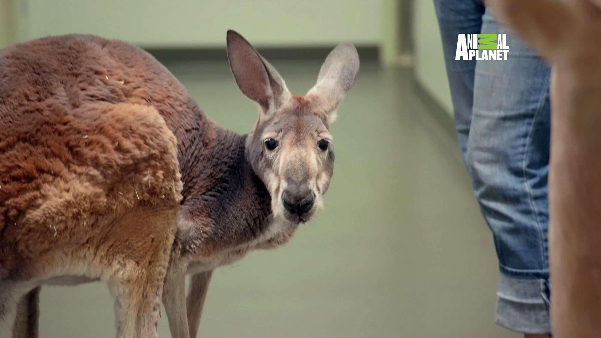 El marsupial tiene casi 15 años y se llama Dave. Foto: AP