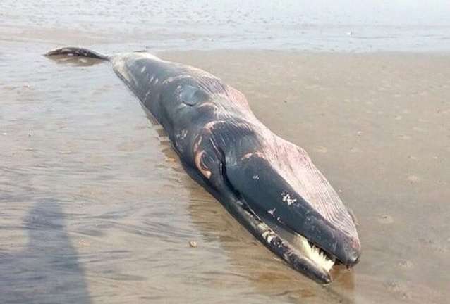 El domingo pasado otra ballena fue ubicada muerta en los Bancos de Chame.  Foto: @travisnavascues