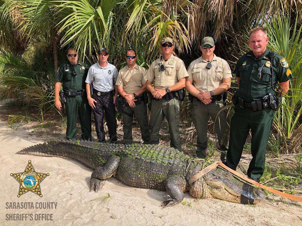 Los oficiales de MyFWC están aliviados hoy después de capturar este cocodrilo del parque shamrock en Venecia. Foto: Sarasota County (FL) Sheriff&#039;s Office