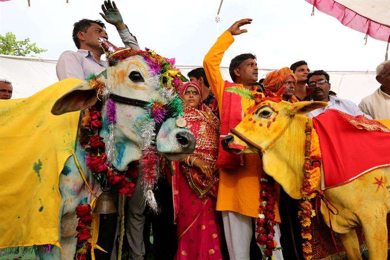 Varias indios participan en la ceremonia de casamiento entre una vaca y un toro en Kalara, en la ciudad de Bhopal (India), hoy, 16 de julio de 2018. Los habitantes de esta región creen que este ritual hindú traerá lluvias. EFE