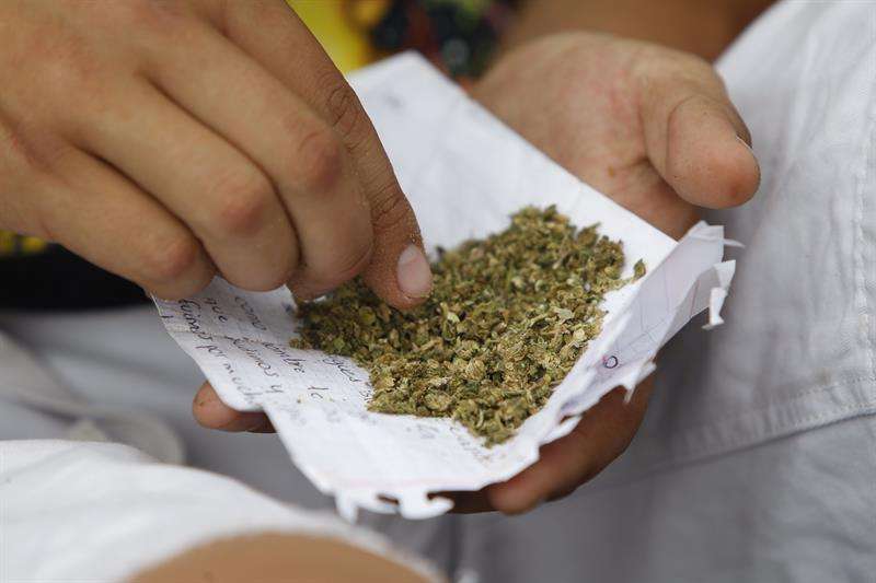 La Suprema Corte de México estableció hoy jurisprudencia para el consumo recreativo de marihuana, decisión permitirá cultivar y consumir la planta con fines recreativos a cualquier ciudadano que solicite un permiso al Gobierno federal. EFE/ARCHIVO