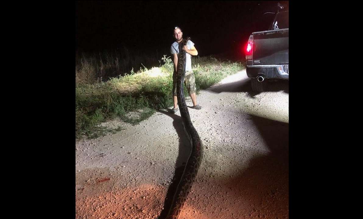  Kyle Penniston mientras sostiene una serpiente pitón birmana en los Everglades en Miami, Florida (EEUU). EFE