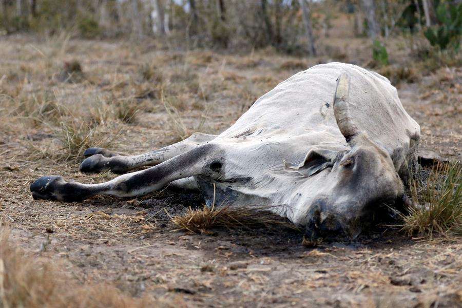 Vista de los restos de una vaca que habría muerto a causa de la sequía, en septiembre de 2019, en San Esteban Olanco (Honduras). EFE