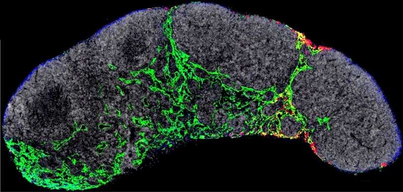Un ganglio linfático de un ratón en el que se visualizan los capilares linfáticos (verde) y los exosomas tumorales (rojo) que dirigirán los primeros momentos de la metástasis. Imagen cedida por el CNIO.
