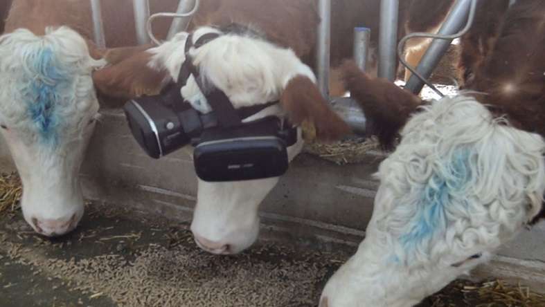 Las vacas empezaron a producir 5 litros más de leche por día. Captura: Ruptly