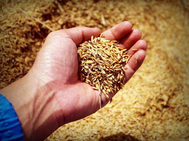 El arroz importado  sirvirá para complementar el abastecimiento nacional. Imagen Pixabay