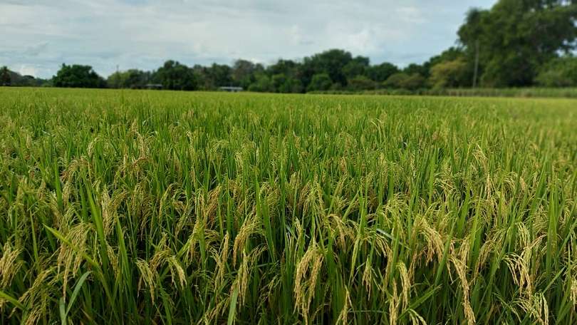 Cultivo de arroz de la variedad Alanjeña.
