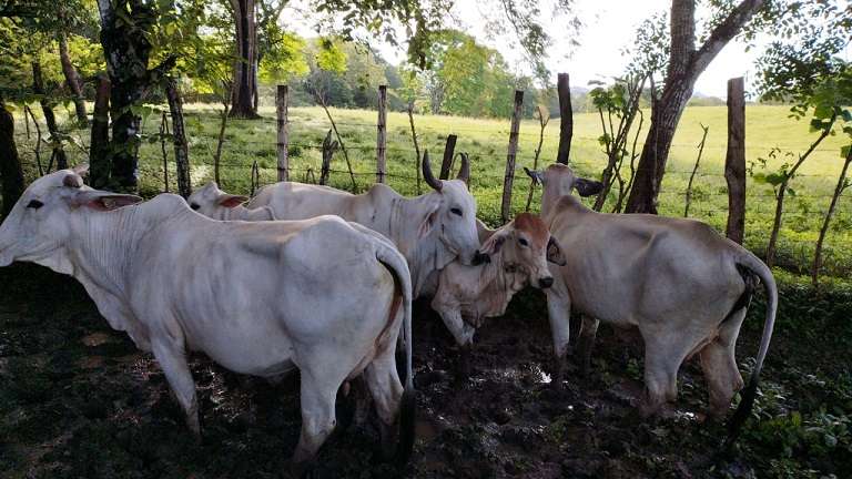 Las vacas han sido recuperadas en fincas cercanas y cerca a quebradas.