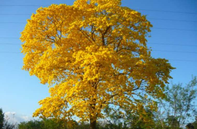 Colombia, Panamá y la Unión Europea, fueron los países que propusieron incluir el árbol de Guayacán (Handroanthus) y el almendro de montaña (Dipteryx), como especies amenazadas.