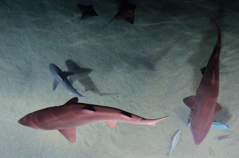 Vista de varios tiburones, en una fotografía de archivo. EFE