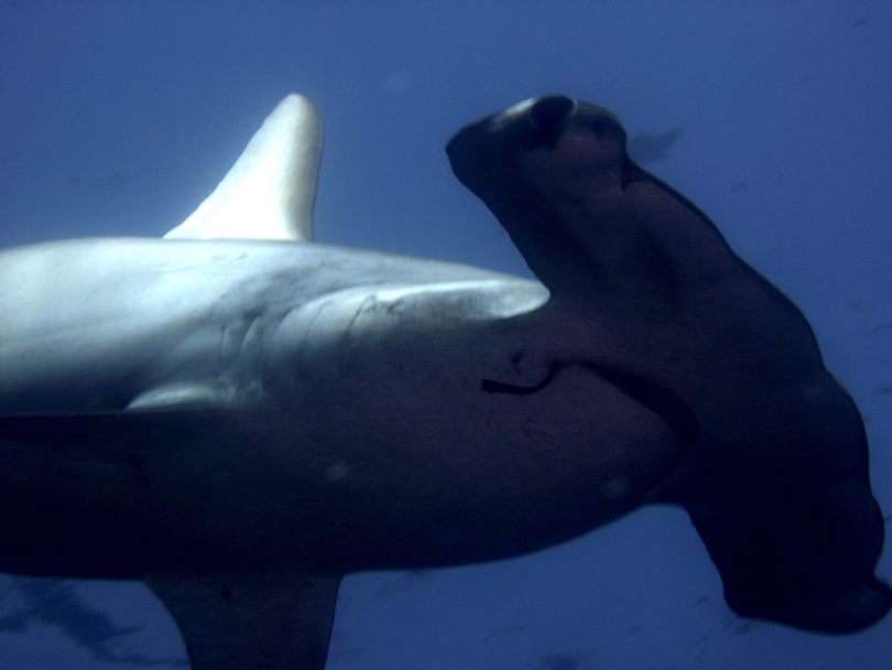 La 19 Conferencia Mundial sobre Vida Silvestre (CoP19CITES) ratificó las propuestas de elevar la protección de 54 especies de tiburones, de rayas y de la rana cristal. EFE