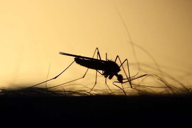 . La malaria (o paludismo) es una enfermedad causada por un parásito Plasmodium, el cual es trasmitido por la picadura de un mosquito anófeles. Imagen: Pixabay