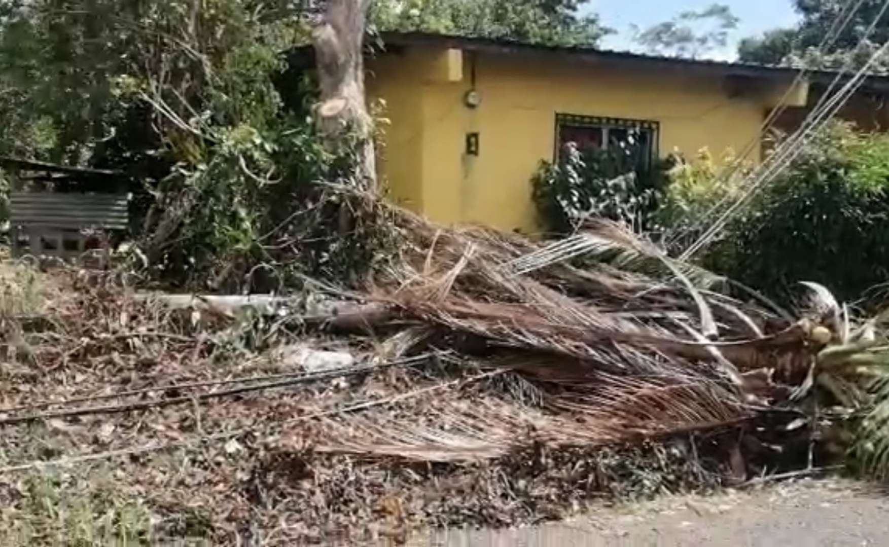 Algunas ramas de árboles han caído sobre el techado de casas o vías.