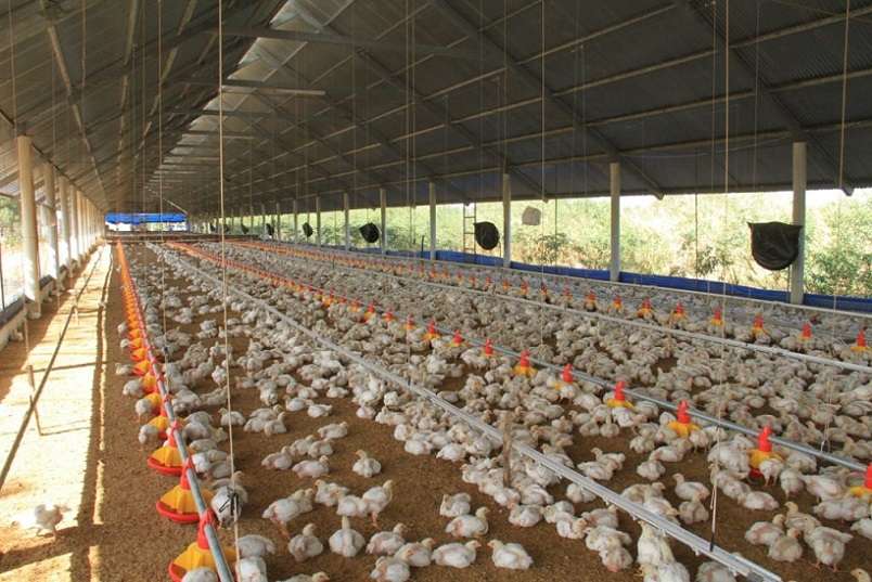A los productores avícolas les preocupa que la enfermedad alcance a las gallinas de corral.