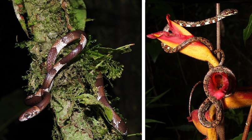 Tres nuevas especies amenazadas de serpientes fueron descubiertas en Panamá por un grupo de científicos de este país, Estados Unidos, Ecuador y Brasil, .