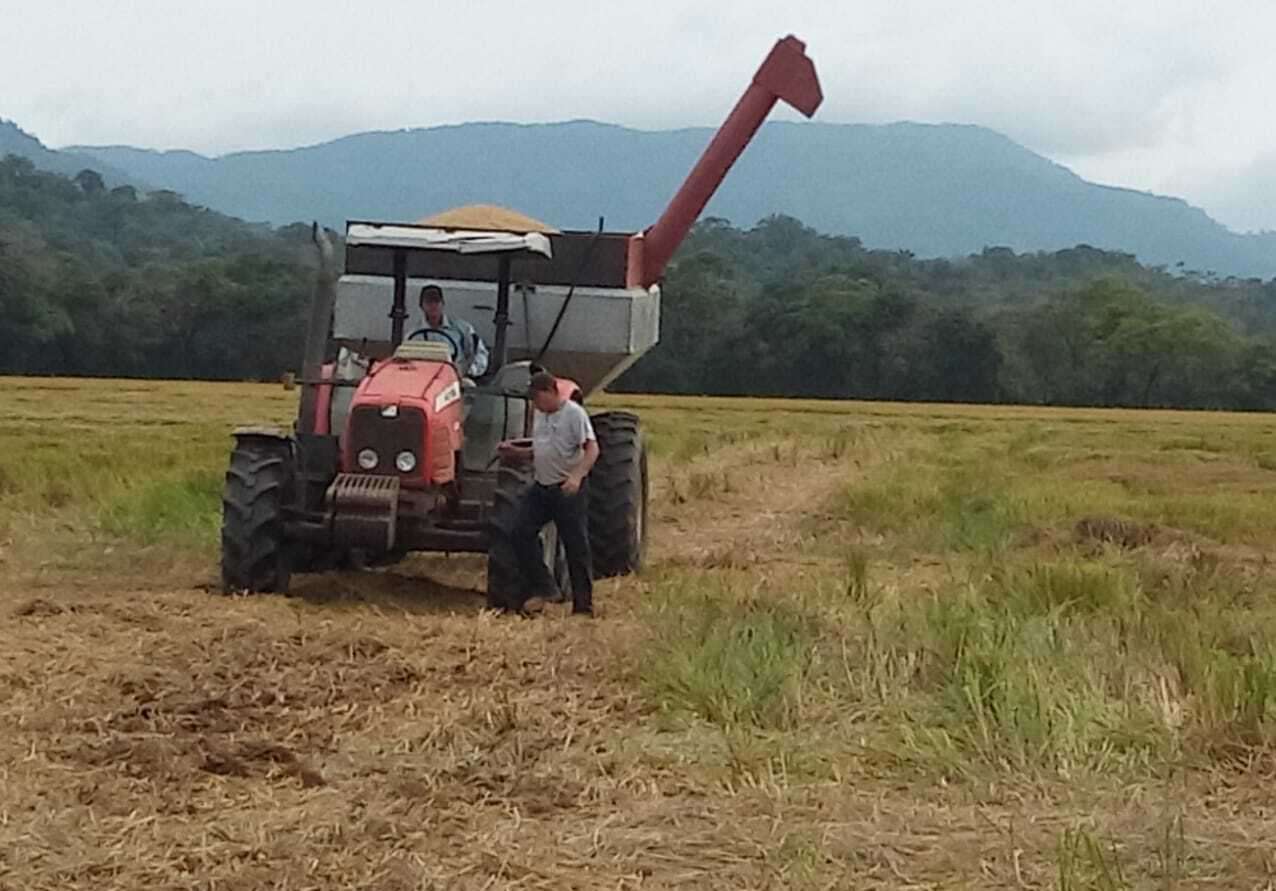 Productores de arroz del país se reunirán para tomar acciones.