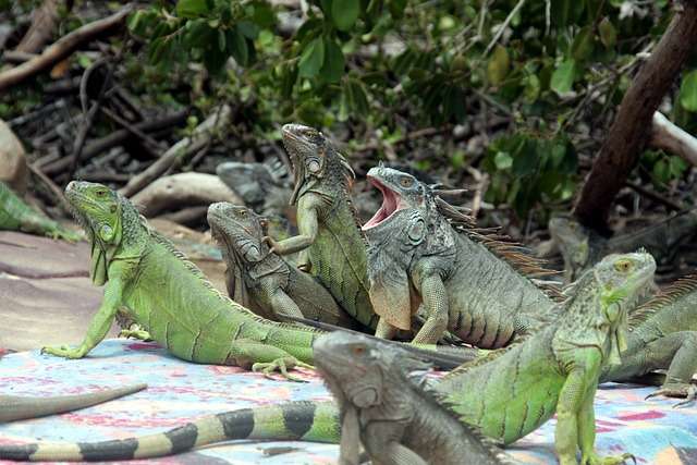 Autoridades en la provincia de Los Santos buscan incentivar la cría y reproducción de la iguana verde, una de las especies protegidas de Panamá. Imagen ilustrativa: Pixabay