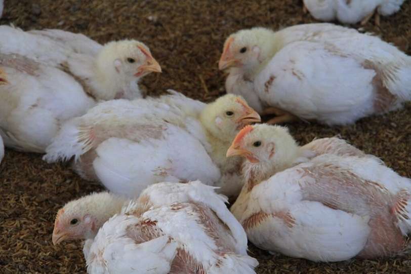 El consumo de carne de aves y huevos no representa para la población una fuente de contaminación de la Influenza Aviar de Alta Patogenicidad. 