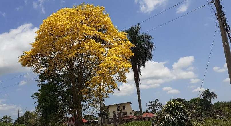 En la época de floración los árboles de guayacán dejan caer sus hojas y la copa se torna de color amarillo debido al color de sus flores. 