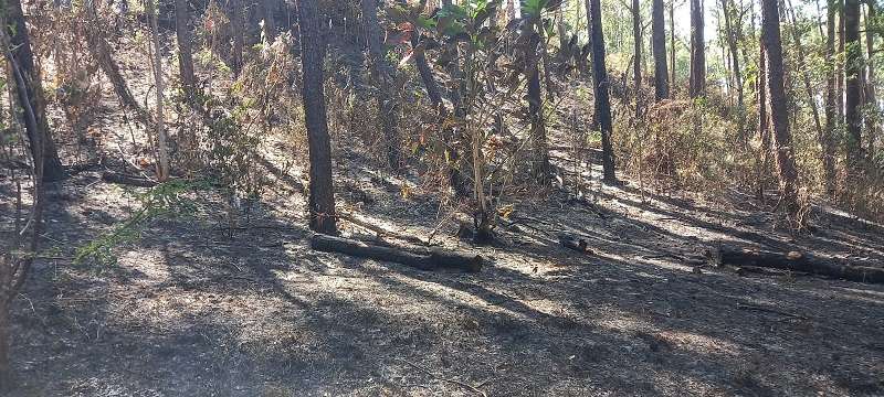 Este incendio se registró en el área norte de la reserva foresta La Yeguada, donde los fuertes vientos son característicos