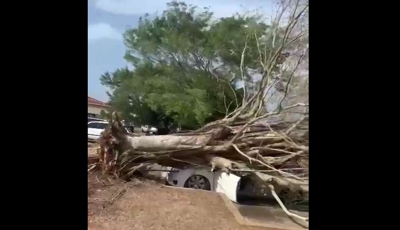 Un sedán de color blanco fue aplastado por la base del tronco del árbol que se desplomó en los estacionamientos del hospital de La Chorrera. 