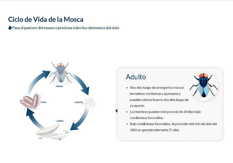 Ciclo de vida de la mosca responsable del gusano barrenador. Imagen Copeg