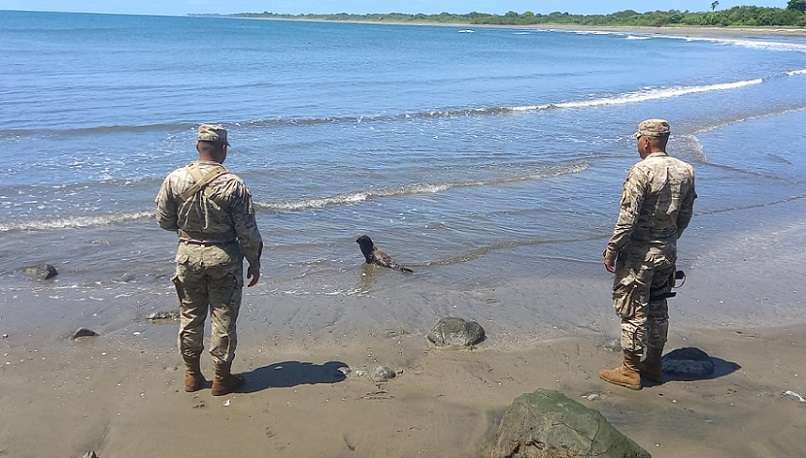 La cría fue evaluada y luego liberada en playa Punta Tigre.