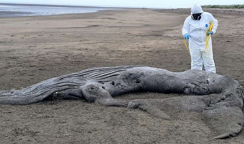 En la recién iniciada temporada, se reportó el varamiento de una cría de ballena jorobada en el sector de Estero de la Honda ubicada en el distrito de Los Santos.