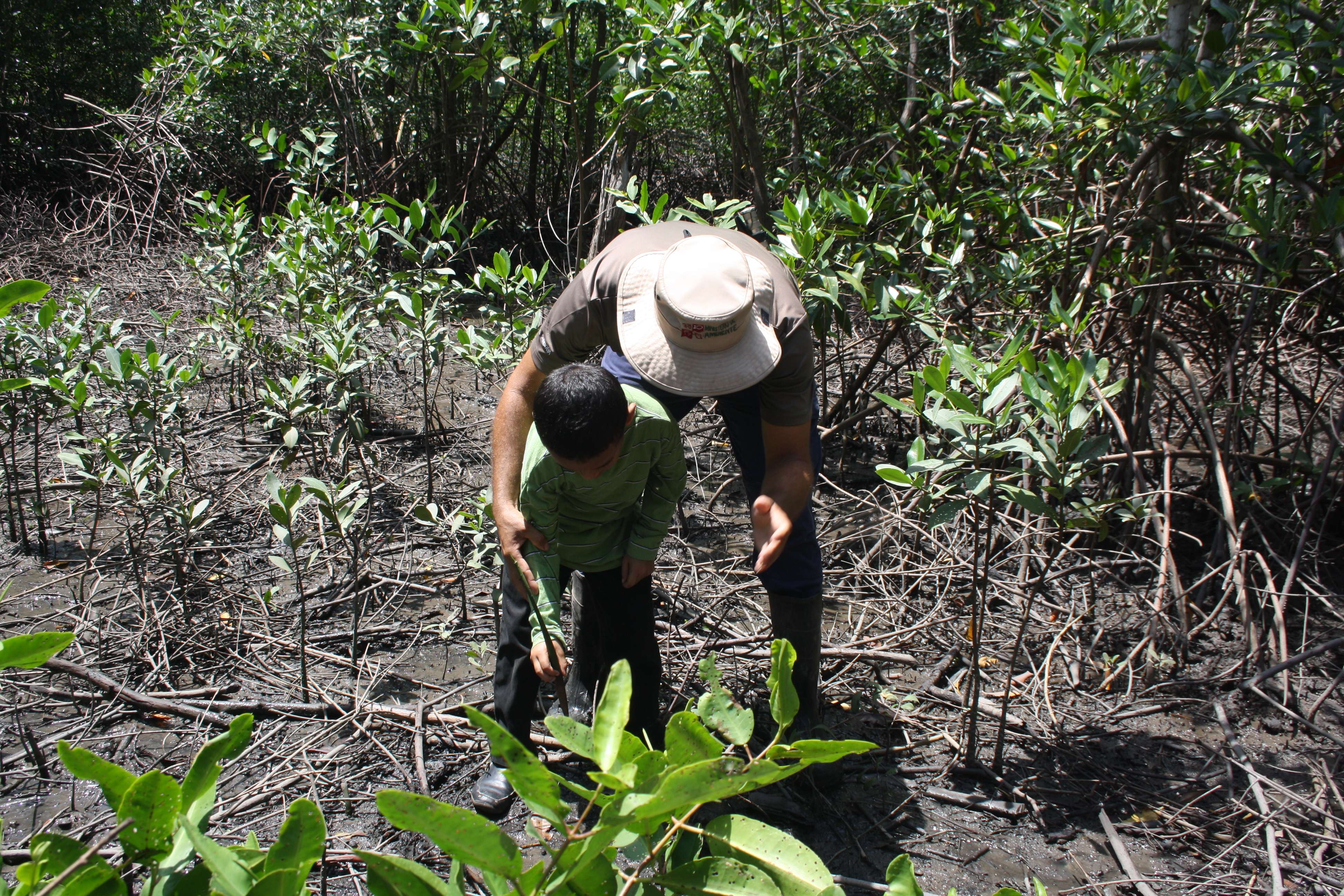 Pese a que desde el 2019 la Bahía de Chame es un área protegida, sigue siendo afectada por la tala de mangle, un delito ambiental tipificado, enfatizó la funcionaria.