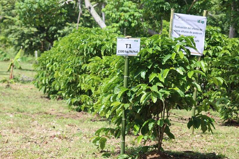 La evolución en el cultivo, manejo, cosecha, y procesado del café robusta en Capira han dado pie al surgimiento de 32 marcas comerciales.