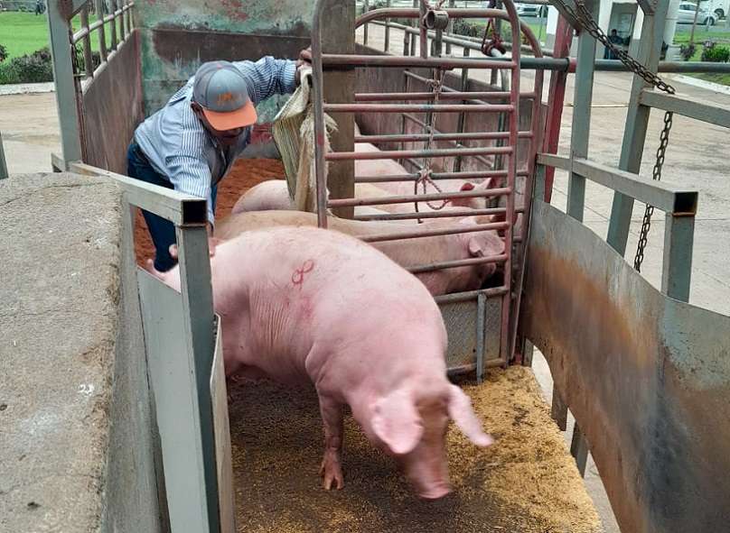 El Gobierno Nacional adquirió para el Programa de Solidaridad Alimentaria que ejecuta el IMA, 583 cerdos.