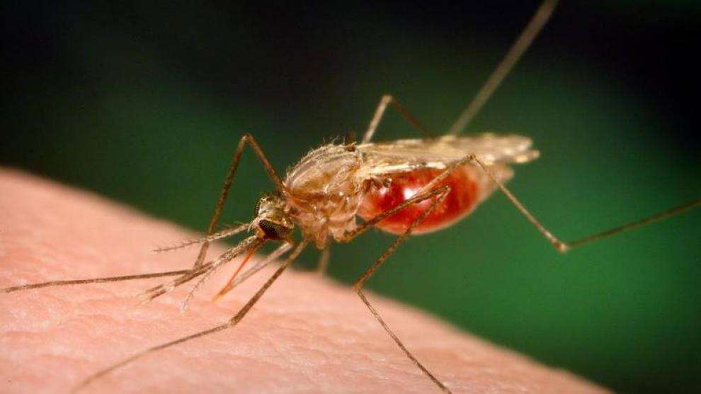 El mosquito Anofeles transmite la enfermedad a las personas.