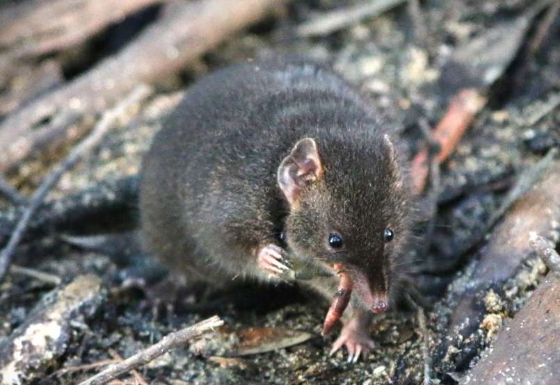 Fotografía de un &quot;&#039;antechinus&quot; oscuro macho en un recinto naturalista situado en Cape Otway, Australia. Fotografía facilitada por Erika Zaid. EFE
