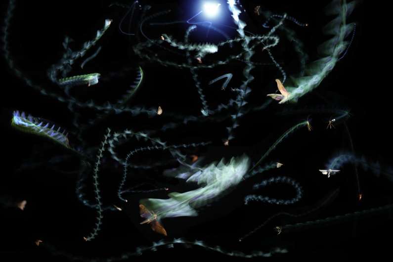 Los insectos muestran un comportamiento de vuelo errático alrededor de una fuente central de luz ultravioleta, un vuelo que los lleva a quedar atrapados en la luz y no poder salir. Crédito Sam Fabian, del Imperial College de Londres. EFE
