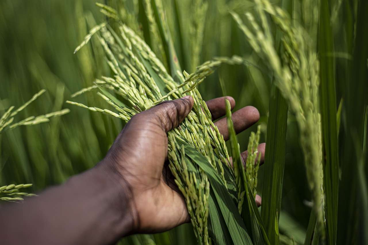La cadena de arroz la conforman productores, industriales, consumidores y representantes de algunas instituciones. Foto: ilustrativa Pixabay