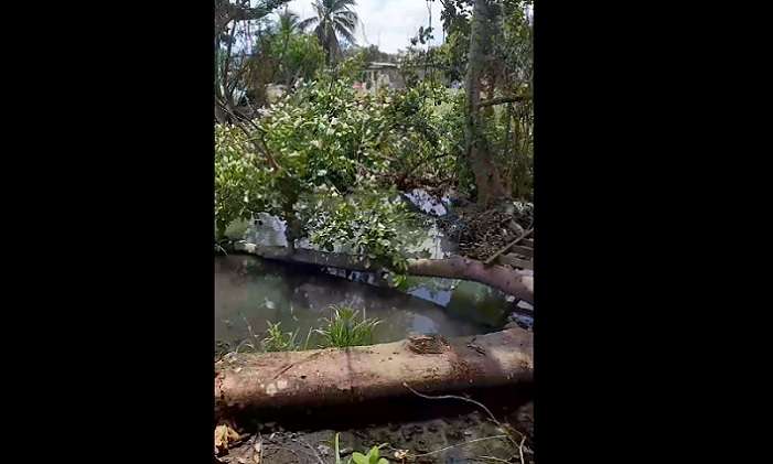 Un enorme árbol se desplomó sobre el cauce de la quebrada, causando un embalse cuando llueve. Foto: noticiadeleste