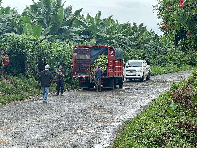 Transportistas camuflan el plátano de contrabando junto con el nacional.