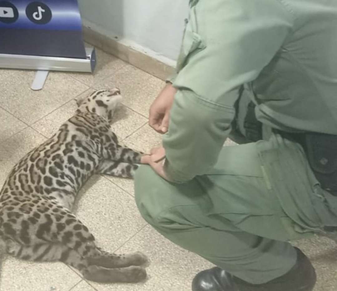 Rescatan ocelote en Chilibre. Foto PN