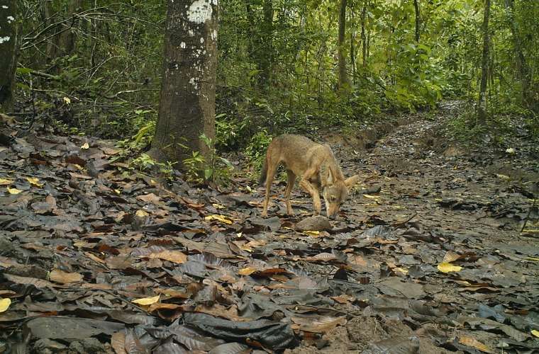 La caza del coyote está prohibida en Panamá. /  Foto: Josué Ortega (Biólogo) 