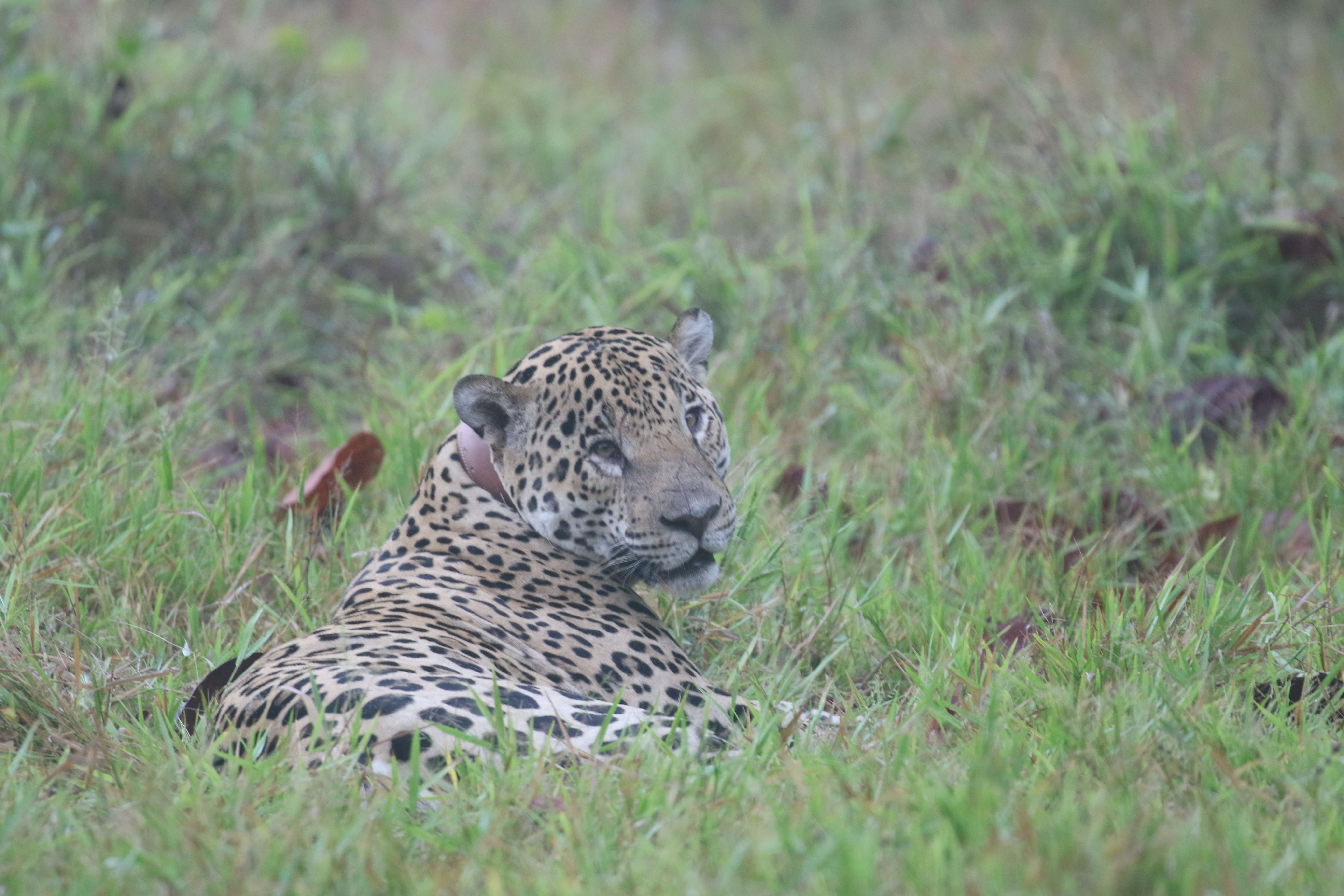 Jaguar  en Panamá.