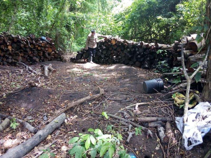 La madera talada ya había sido procesada en astillas, trozos para la elaboración de carbón y varas para la construcción de ranchos.