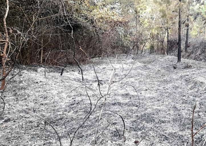 El fuego consumió varias hectáreas de bosque específicamente en el Sector de La Peña, distrito de Las Minas.