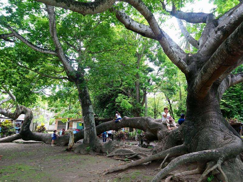 Fotografía muestra un árbol de ceiba, a orillas del río Huitzilapan, en el municipio de La Antigua, Veracruz (México). EFE
