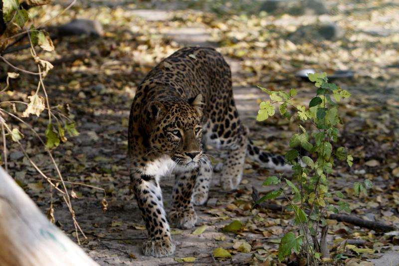 Un leopardo en el Parque Nacional Dachigam (India). EFE/Archivo