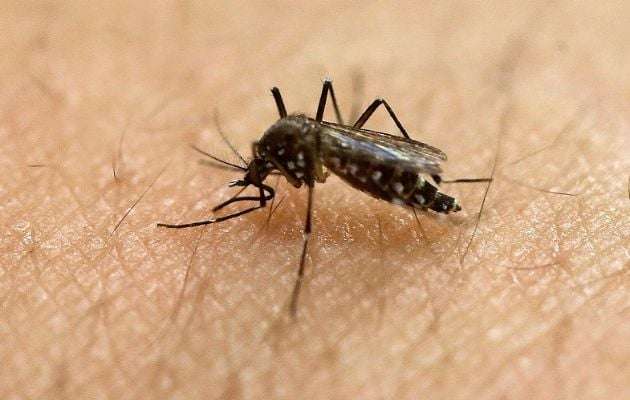 La malaria, el dengue, la leishmaniasis, el zika y el chikungunya son enfermedades transmitidas por mosquitos.