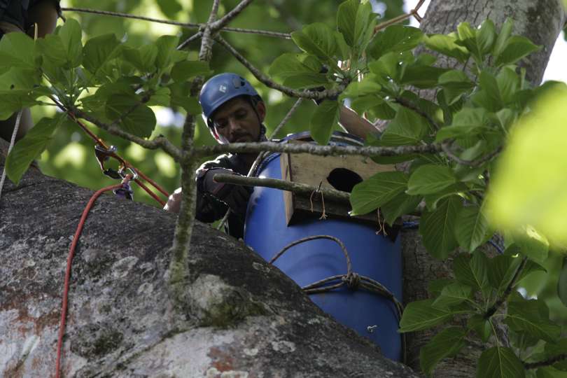 Instalación de un nido artificial en un árbol de Cuipo para guacamayas verdes, en la comunidad La Marea, en Darién. EFE
