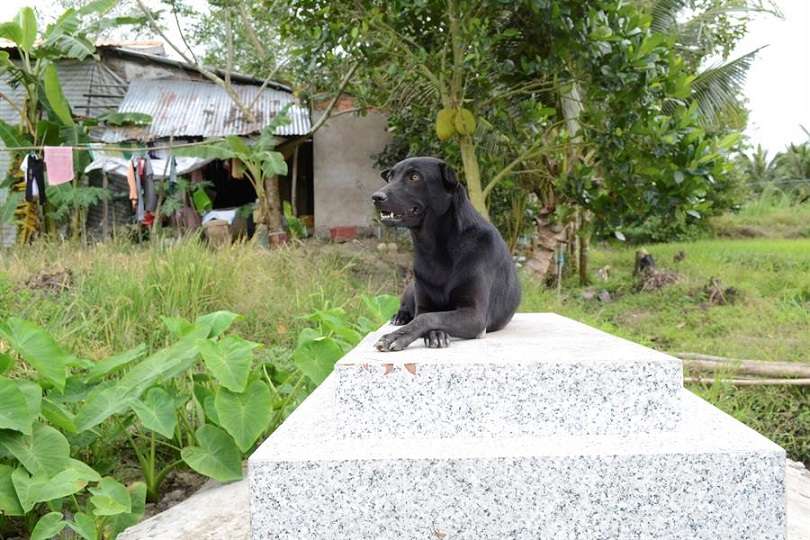 Mino, una perra de cuatro años que pasa la mayor parte del día sobre la lápida de un niño de 2 años con el que compartió su primer año de vida. EFE